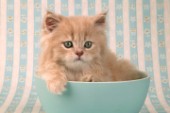 Kitten in blue bowl (CK205)