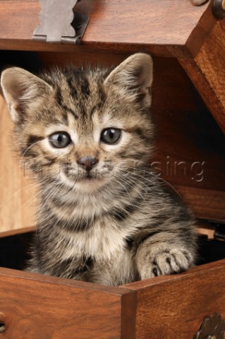 Kitten in wooden box CK261