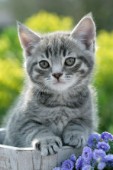 Grey kitten in wooden bucket (CK342)