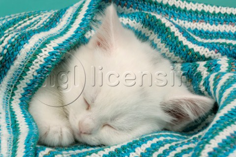 White kitten sleeping under stripy blanket CK343