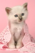 White kitten and pink lace (CK363)