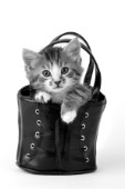 Black and white kitten in black bag (CK367)