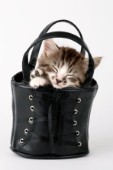 Kitten in black bag (CK368)