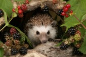 Hedgehog and blackberries (WL502)