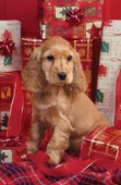 Cocker Spaniel with presents (A218)