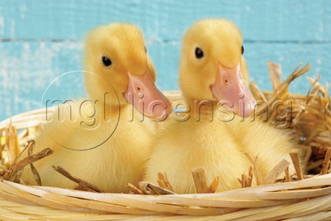 Two ducks in nest EA516