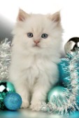 White cat with blue balls (C525)