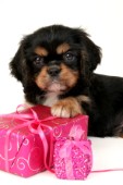 Puppy with pink present (C539)