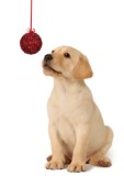 Labrador with tinsel ball (C547)