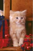 Ginger cat with presents (A234)