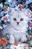 White cat in snow (A167)