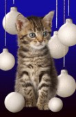 Cat and Christmas balls (C504)