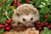 Hedgehog with berries (WL508)
