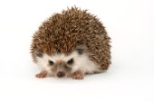 Baby hedgehog (WL504)