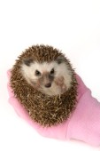 Hedgehog in pink glove (WL505)