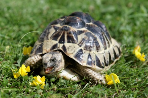 Turtle eating flower R103