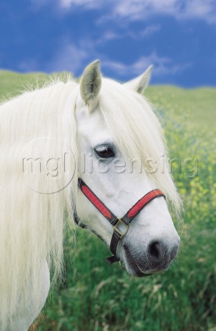 White pony A110