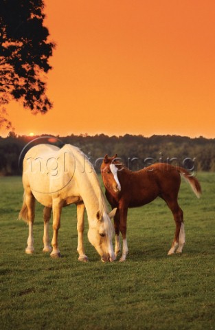 Two horses and sunset A200
