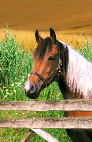 Horse in field A205