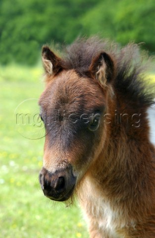 Brown baby pony H107