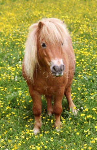 Baby pony in field H113