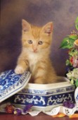 Cat in China bowl (A113)