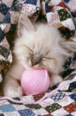 Kitten with pink ball (A135)