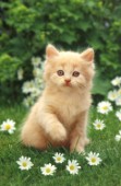 Kitten on lawn (A150)