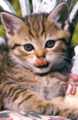 Cat licking lips (A154B)