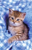 Kitten with blue wool (A162)