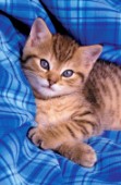 Kitten on blue cloth (A163)