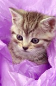 Kitten with purple (CK168)