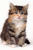 Kitten profile (CK203)