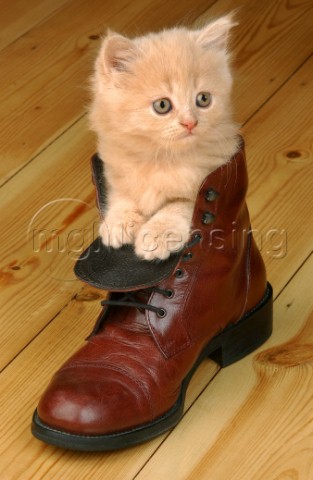 Kitten in shoe CK181
