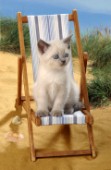 Cat at beach (CK179)