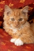 Kitten on sofa (CK247)