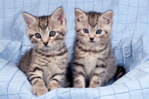 Two kittens CK275