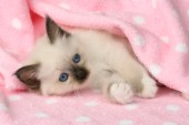 Kitten in pink blanket (CK279)