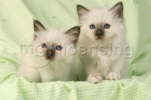 Two white kittens CK286