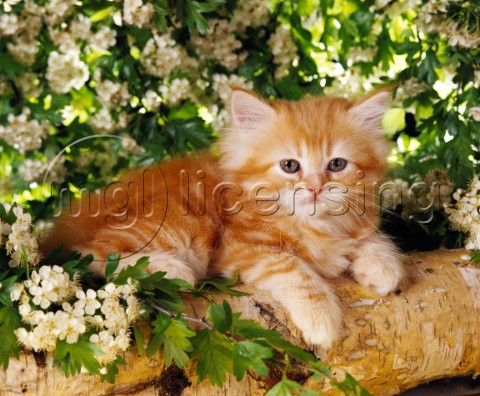Ginger kitten in tree CK292