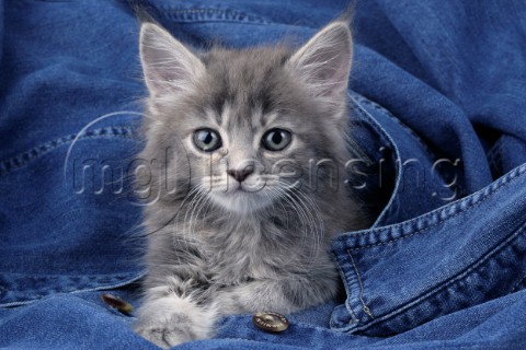 Kitten with jeans CK308