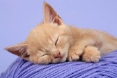 Sleeping cat (CK310)