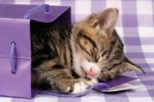Kitten in purple box (CK333)