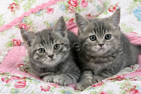 Two kittens CK346