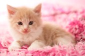 Ginger kitten on pink wool (CK387)