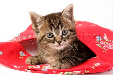 Kitten in purse CK394