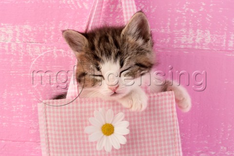 Kitten in bag CK397