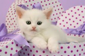 White kitten in box (CK412)