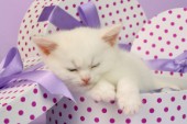 White kitten sleeping (CK413)