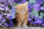 Ginger cat in flowers (CK419)
